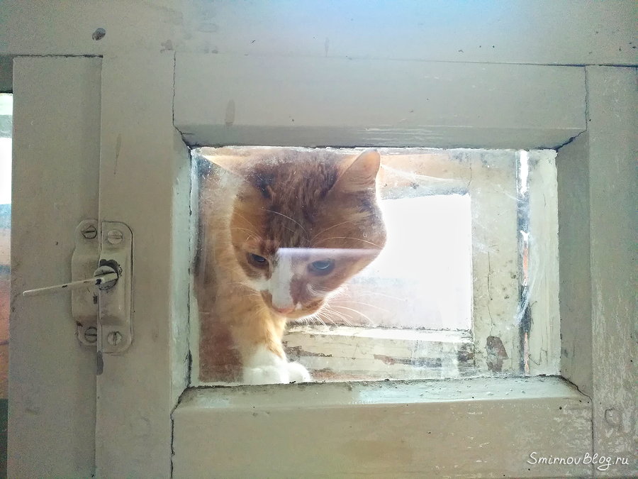 Незваный гость