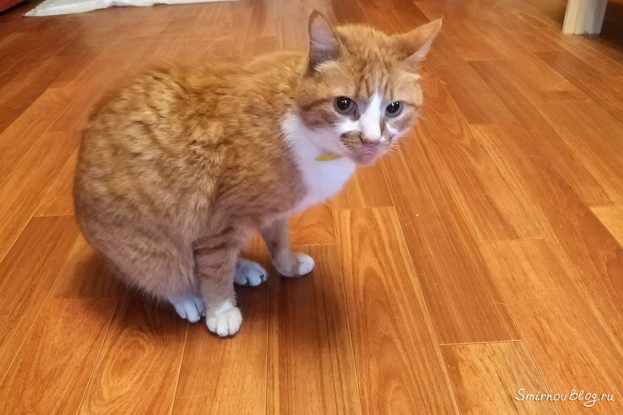 Незваный гость