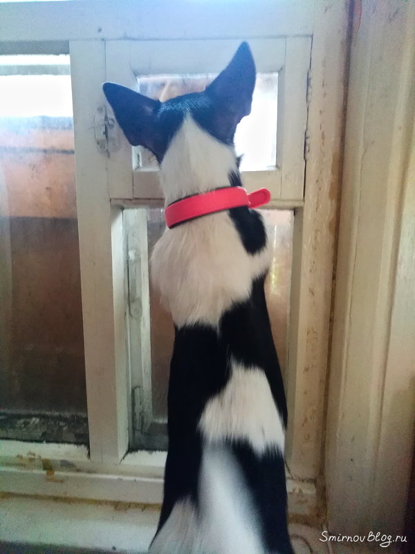 Незваный гость