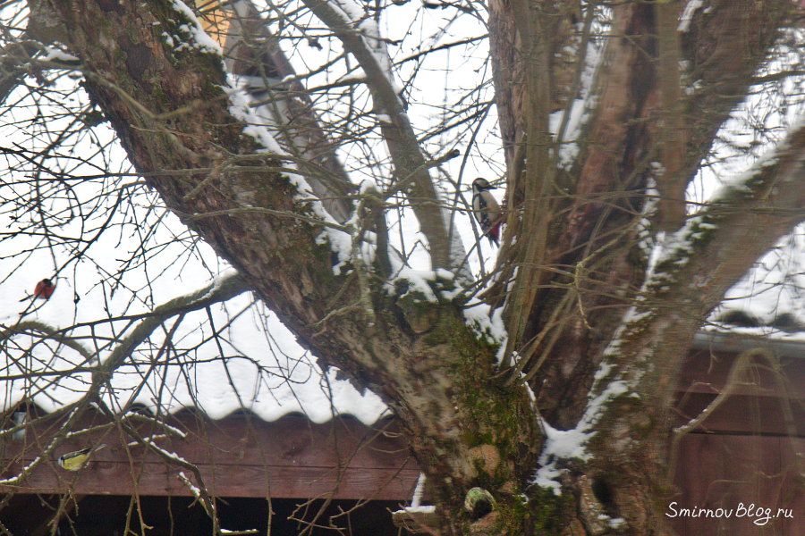 Дятел на яблоне