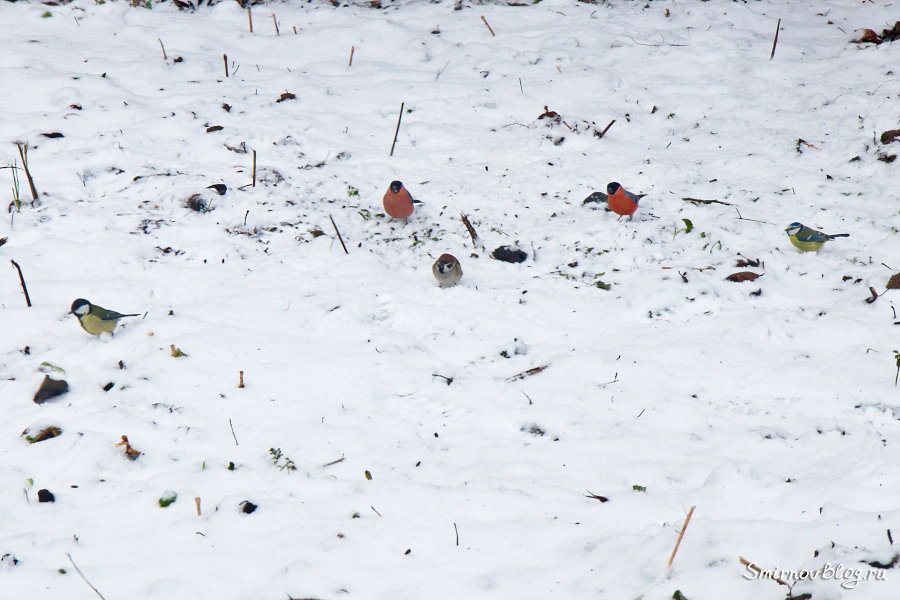 Снегири прилетели