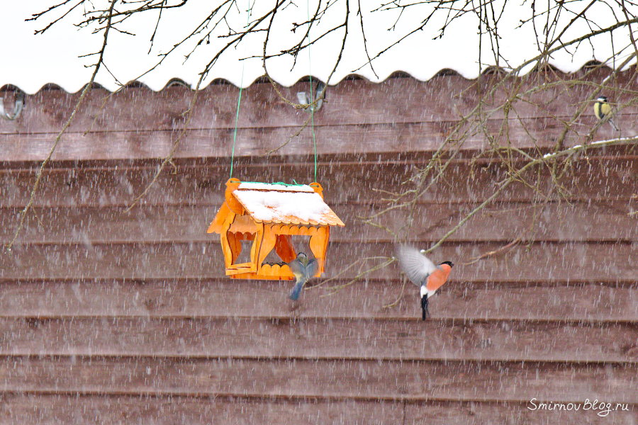 Снегири прилетели