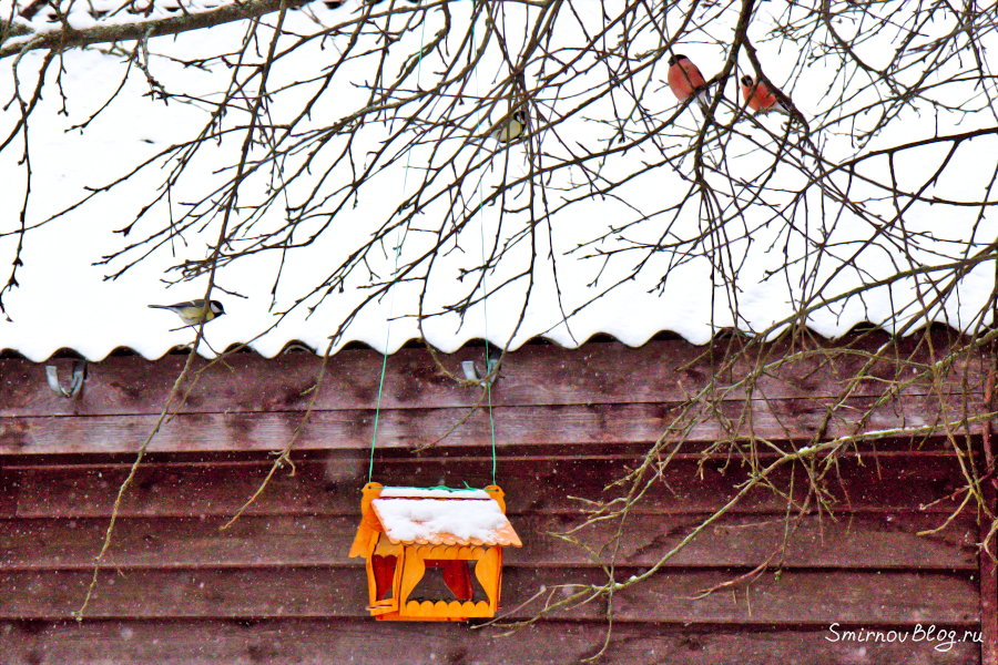 Снегири прилетели