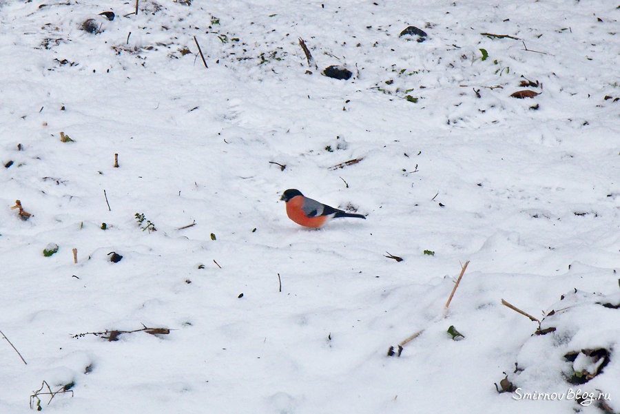 Снегири прилетели