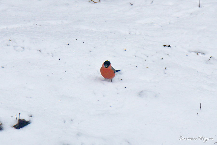 Снегири прилетели