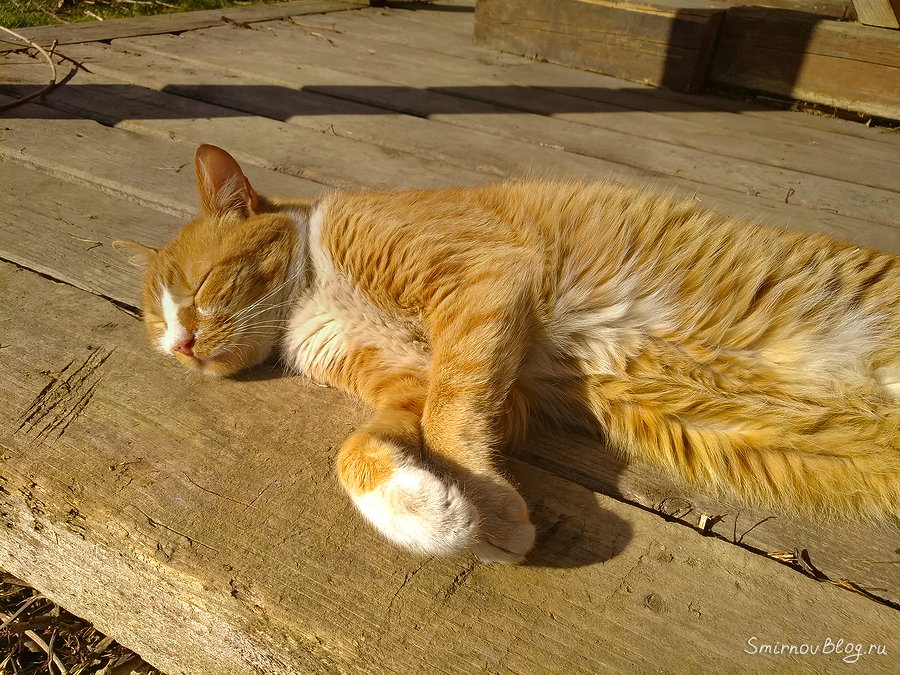 Самый терпеливый в мире кот