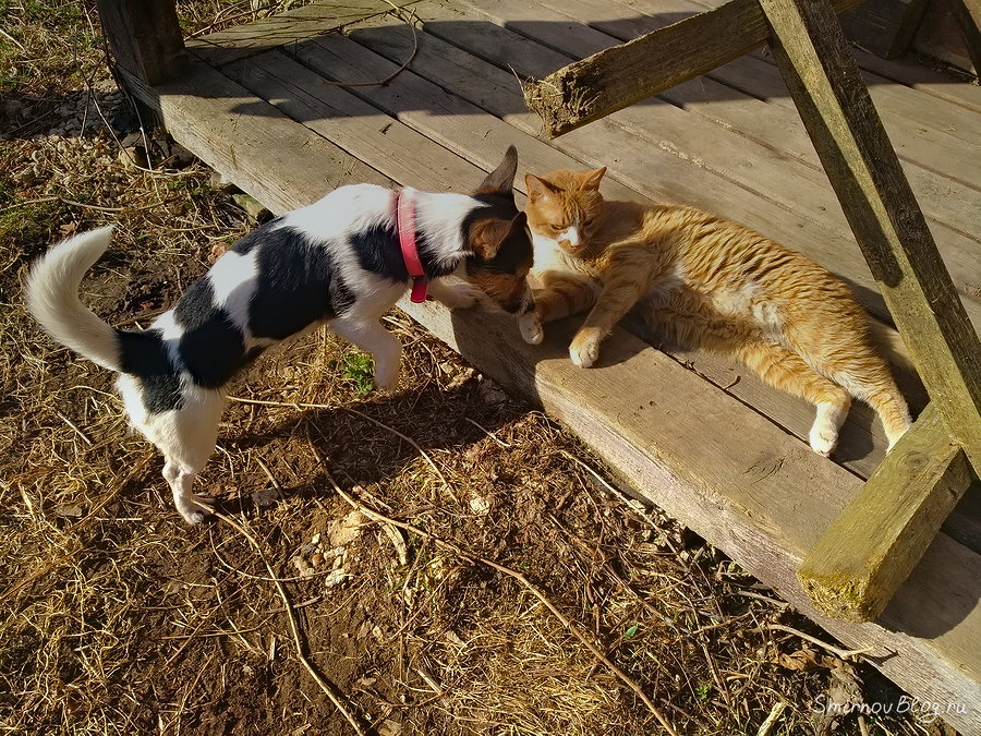 Самый терпеливый в мире кот