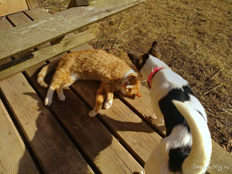 Самый терпеливый в мире кот