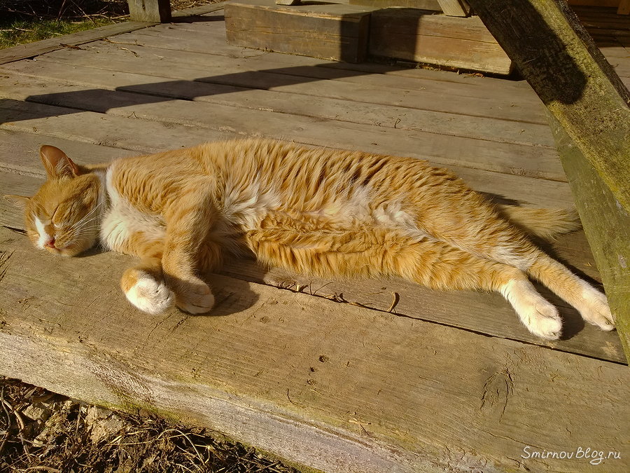 Самый терпеливый в мире кот