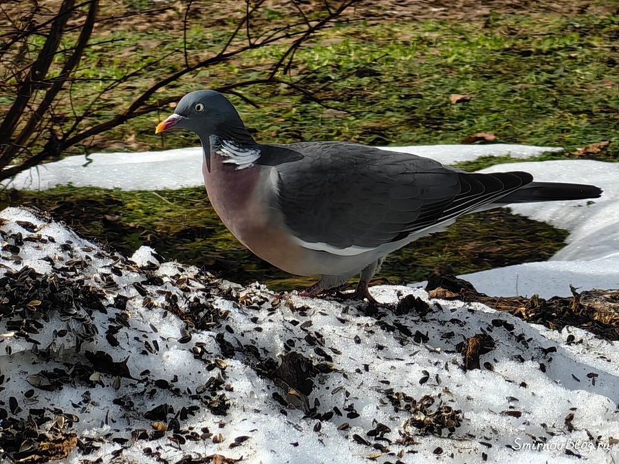 Вяхирь (витютень) в Подмосковье