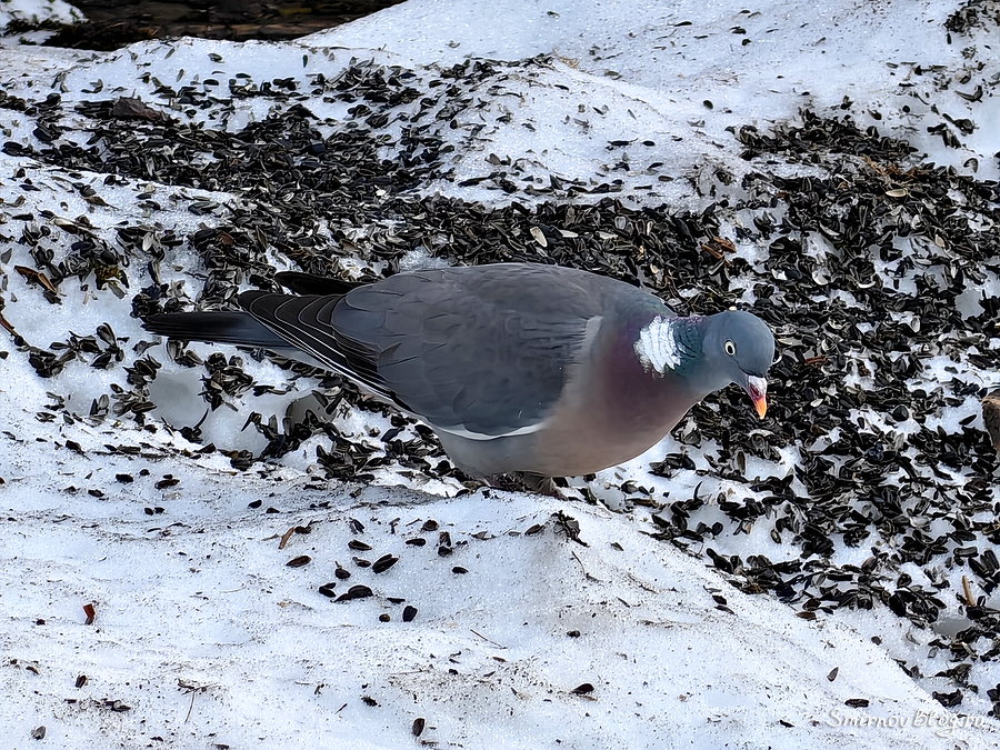 Вяхирь (витютень) в Подмосковье