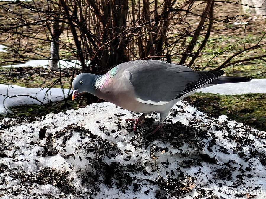Вяхирь (витютень) в Подмосковье